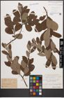 Foto von Salix cinerea L.